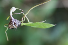 Ceropegia elegans